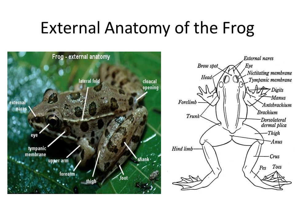 frog-dissection-frog-scienstructable-template